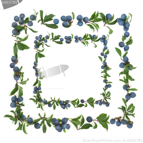 Image of Sloe Berry Background Border