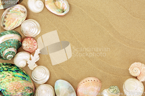 Image of Beautiful Seashells on the Beach 