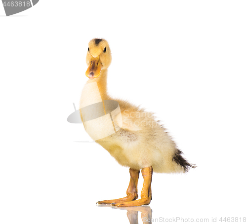 Image of Cute newborn duckling