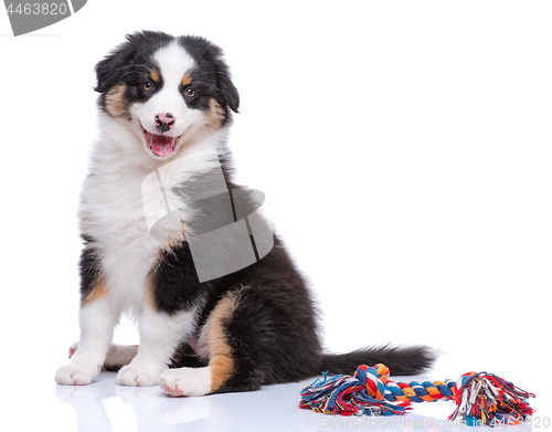 Image of Australian Shepherd puppy