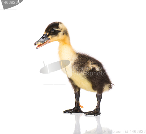 Image of Cute newborn duckling