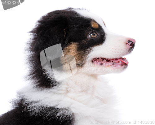 Image of Australian Shepherd puppy