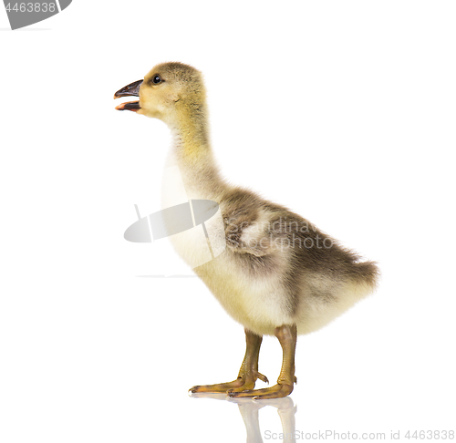 Image of Cute newborn gosling