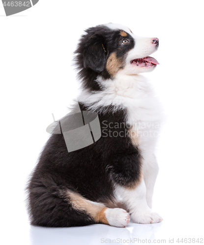 Image of Australian Shepherd puppy