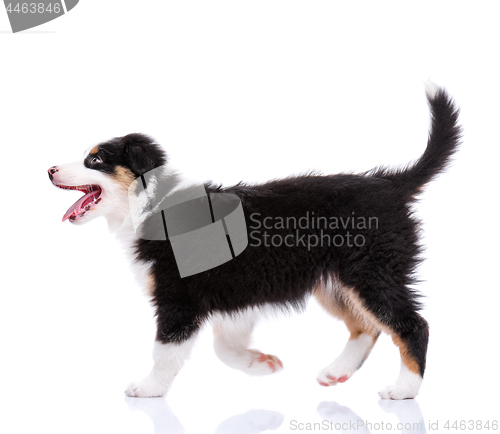 Image of Australian Shepherd puppy