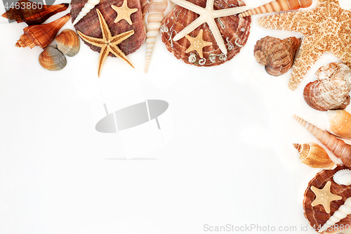 Image of Seashell Background Border