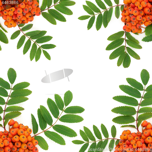 Image of Rowan Ash Berry Background Border 