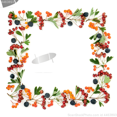 Image of Abstract Autumn Berry Border