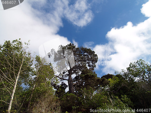 Image of White clouds with blue sky and trees
