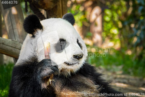 Image of Giant panda bear in China