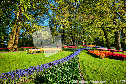 Image of Blooming tulips flowerbeds in Keukenhof flower garden, Netherlan