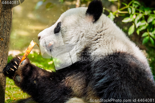 Image of Giant panda bear in China