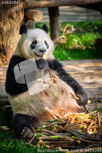 Image of Giant panda bear in China