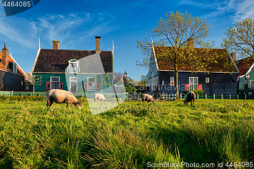 Image of Sheeps grazing near farm houses in the museum village of Zaanse 