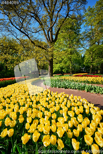 Image of Blooming tulips flowerbeds in Keukenhof flower garden, Netherlan