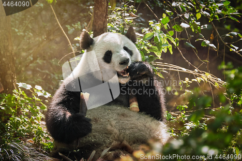 Image of Giant panda bear in China