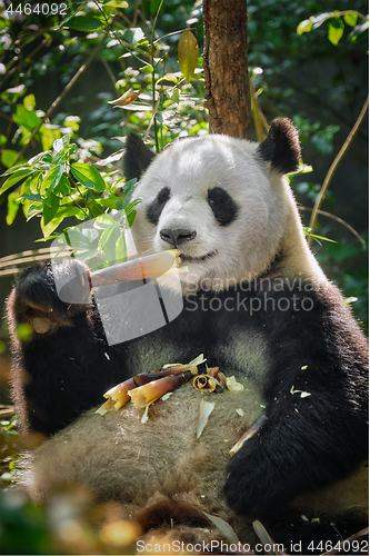 Image of Giant panda bear in China