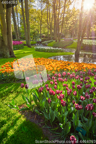 Image of Keukenhof flower garden. Lisse, the Netherlands.