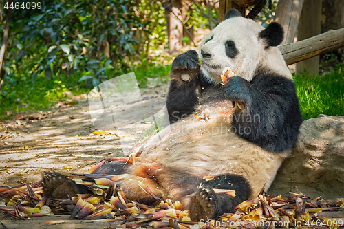 Image of Giant panda bear in China