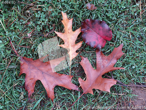 Image of Wet red fall leaves on green grass