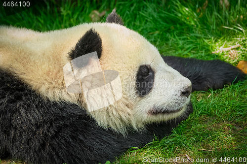 Image of Giant panda bear in China