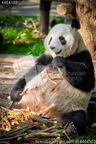 Image of Giant panda bear in China