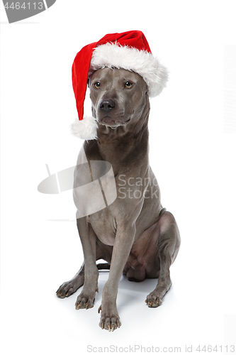 Image of beautiful thai rifgbeck dog in christmas cap