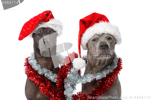 Image of beautiful thai rifgbeck dog in christmas cap