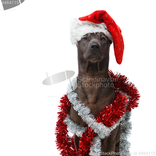 Image of beautiful thai rifgbeck dog in christmas cap