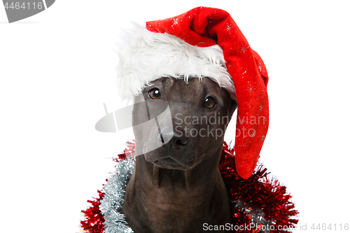 Image of beautiful thai rifgbeck dog in christmas cap