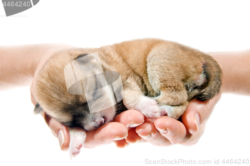 Image of Newborn puppy in the caring hands 