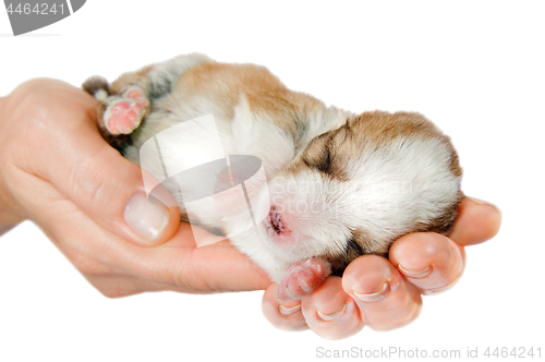 Image of Newborn puppy in the caring hands 