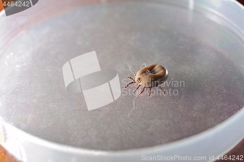 Image of Dog Ticks.