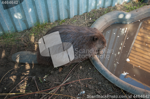 Image of Adult beaver animal