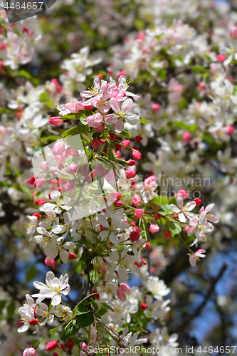 Image of Japanese flowering crabapple