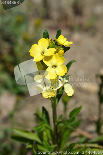 Image of Yellow garden wallflower