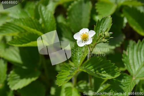 Image of Wild strawberry flower