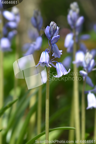 Image of Spanish bluebell