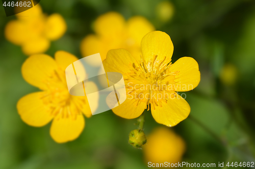 Image of Creeping buttercup