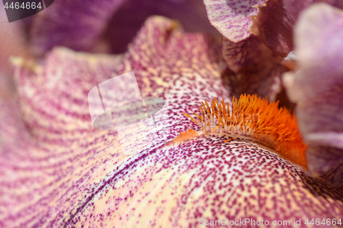 Image of Tall bearded iris Queen in Calico