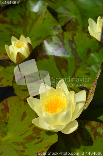 Image of Yellow water lily Chromatella