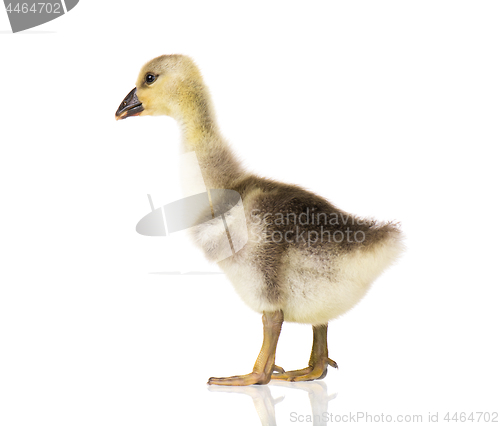 Image of Cute newborn gosling