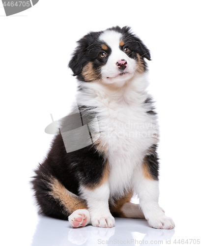 Image of Australian Shepherd puppy