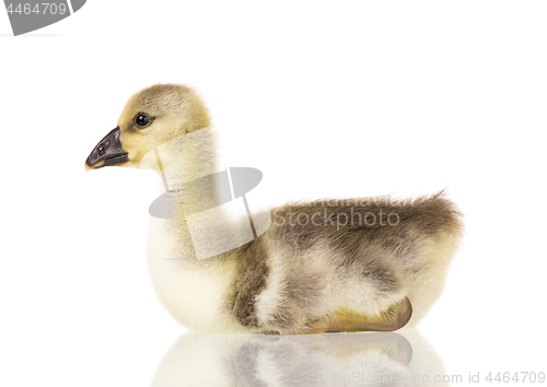 Image of Cute newborn gosling