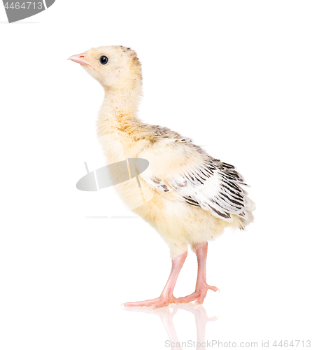 Image of Little chicken turkey