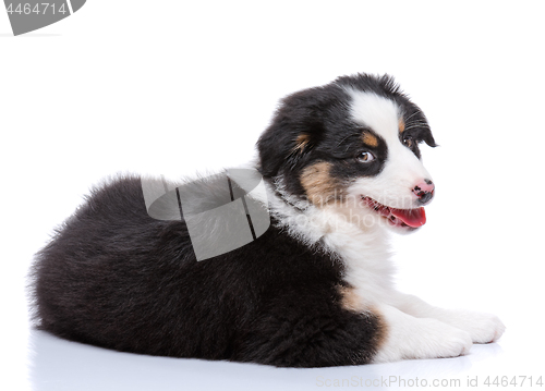 Image of Australian Shepherd puppy