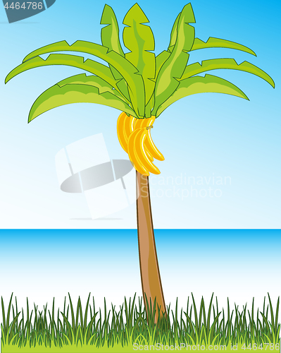 Image of Beautiful landscape seeshore and palms with banana