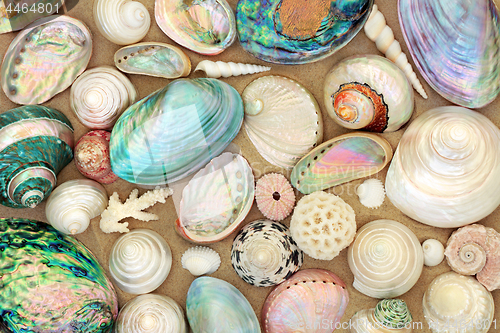 Image of Seashell Beauties on Sand