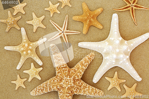 Image of Starfish Beauties on Sand
