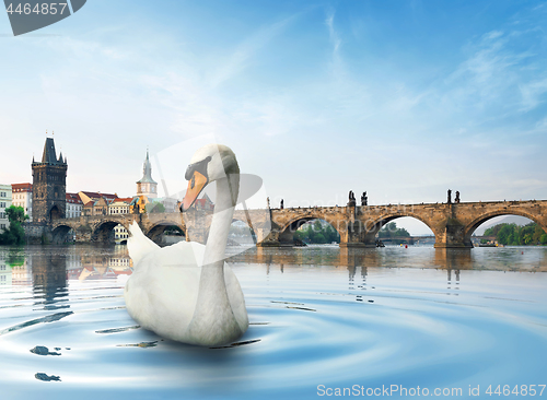 Image of Swan in Prague